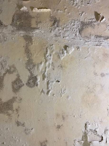Best Mold Remediation  in Panama City Beach, FL