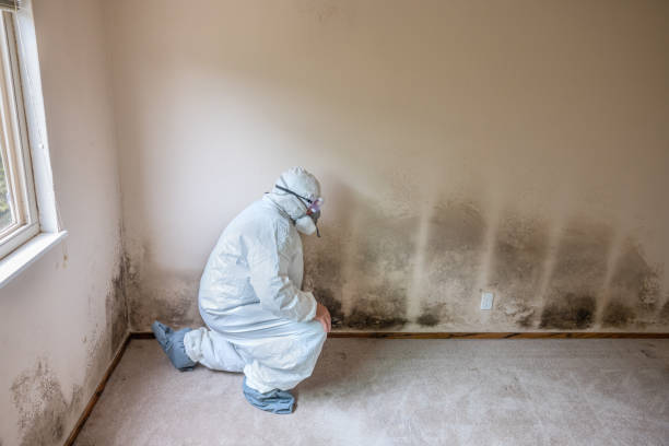 Best Mold Damage Repair  in Panama City Beach, FL