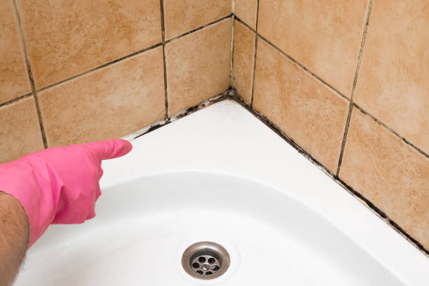 Best Certified Mold Removal  in Panama City Beach, FL